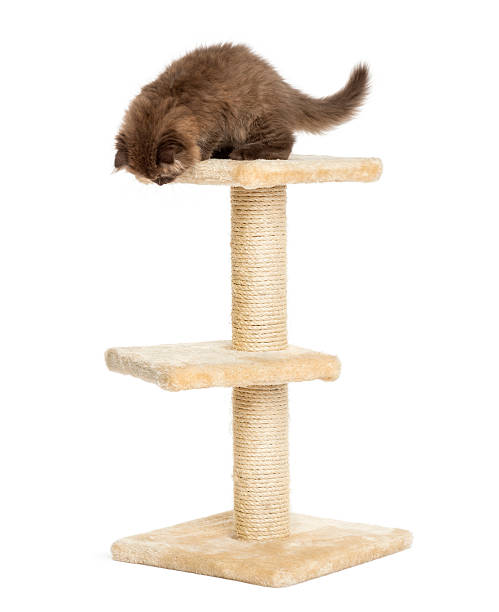 istock Highland fold kitten on top of a cat tree, isolated 456066389