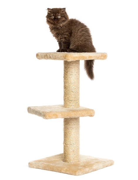 istock Highland fold kitten sitting on a cat tree, isolated 456066391