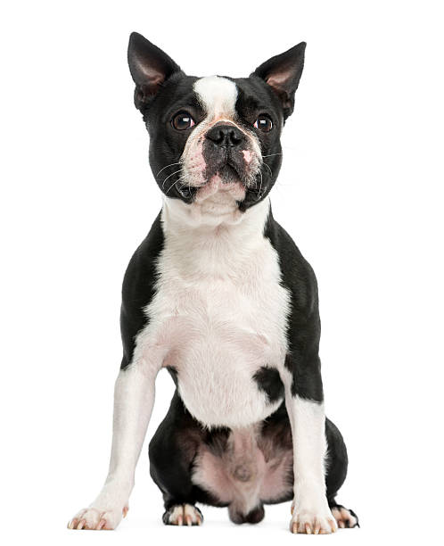 istock Front view of a Boston terrier sitting, 3 years old 456066939