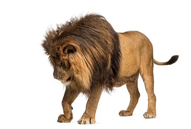 istock Lion standing, looking down, Panthera Leo, 10 years old, isolated 456067109