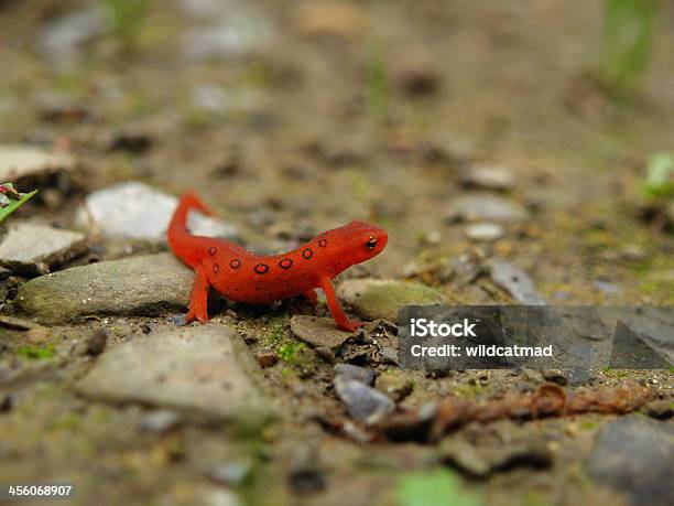 Photo libre de droit de Rouge Tacheté Triton banque d'images et plus d'images libres de droit de Rouge - Rouge, Animaux à l'état sauvage, Faune