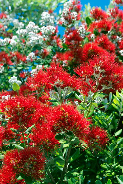 istock New Zealand Pohutukawa 456071955