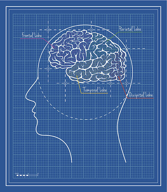 illustrazioni stock, clip art, cartoni animati e icone di tendenza di nei lobuli del cervello cianografia - st vrain