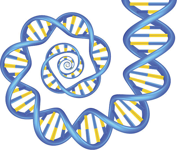 ilustrações, clipart, desenhos animados e ícones de dna - dna helix spiral color image