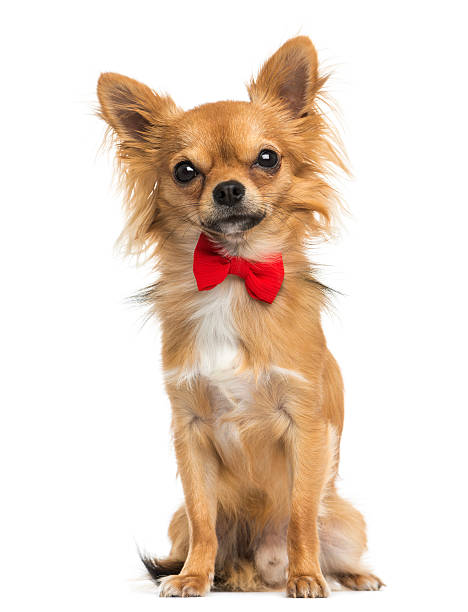 istock Front view of Chihuahua wearing a bow tie, sitting 456076621