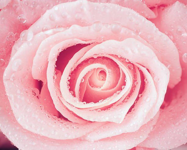 istock flower of fresh wet rose 456076641