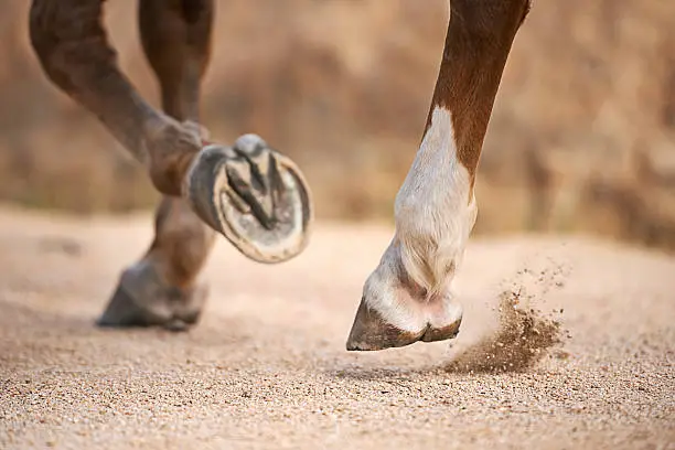 Cropped images of a horses' hooves while trotting