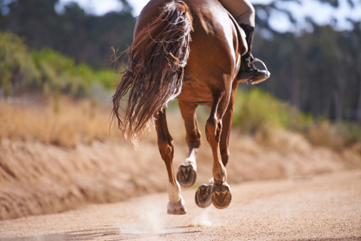 Cropped view of a horse galloping with it's rider outdoors