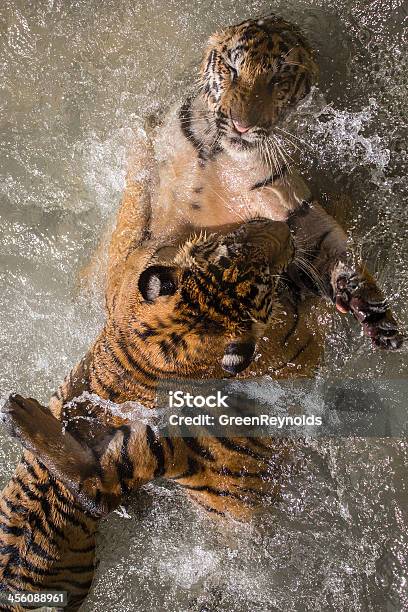 호랑이 Battle 강에 대한 스톡 사진 및 기타 이미지 - 강, 경쟁자, 권투-스포츠