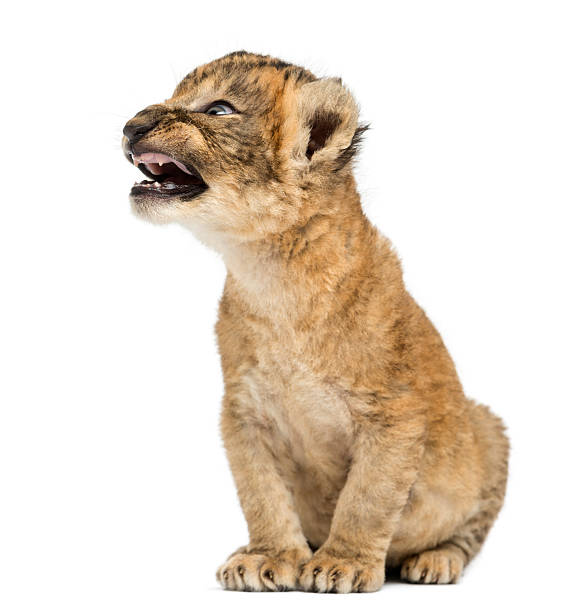 istock Lion cub roaring, sitting, isolated on white 456090341