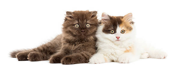 Higland straight and fold kittens lying together, isolated
