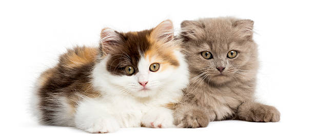 istock Higland straight and fold kittens lying together, isolated 456094969
