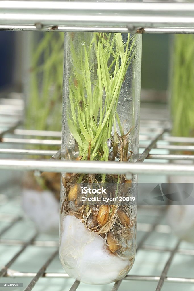 Растение ткани - Стоковые фото Агар роялти-фри