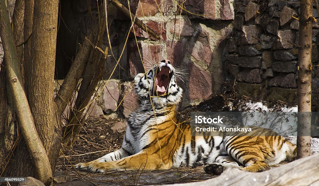 Tigre com Boca Aberta - Royalty-free Aberto Foto de stock