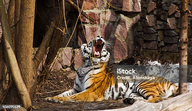 Tigre Com Boca Aberta - Fotografias de stock e mais imagens de Aberto - Aberto, Animais caçando, Animal