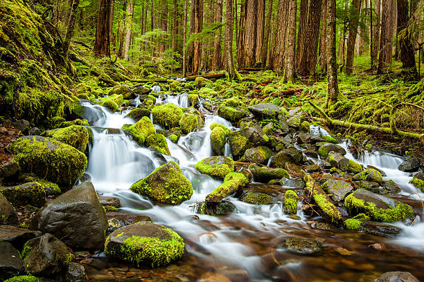 istock Beautiful cascade waterfall in Olympic national park 456095803