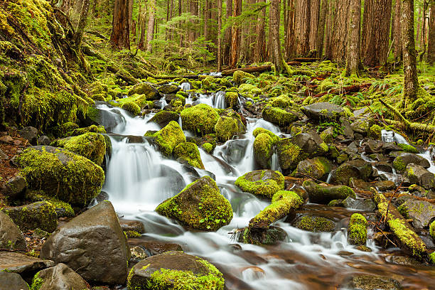 istock cascade waterfall in Olympic national park 456095817