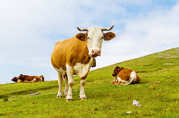 istock Funny cow looking at you 456095947