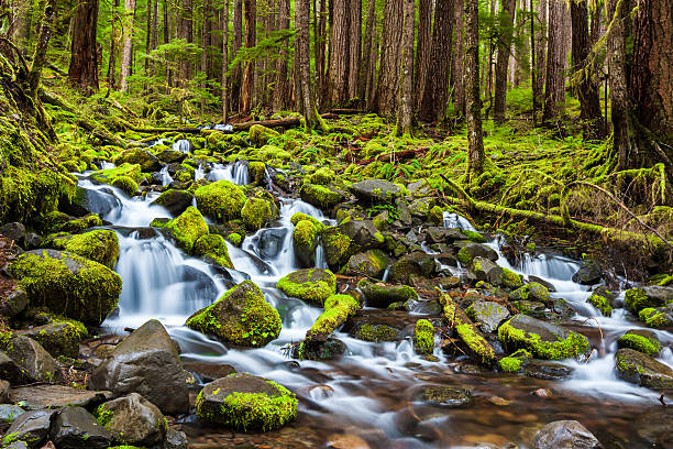 istock cascade waterfall in Olympic national park 456096539