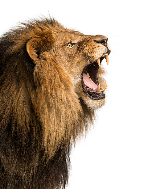primo piano di un leone ruggente, isolato su bianco - animale maschio foto e immagini stock