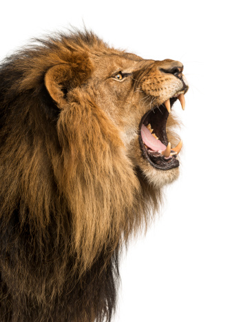 Close-up of a Lion roaring, isolated on white