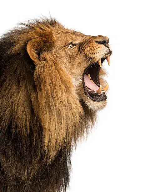 Photo of Close-up of a Lion roaring, isolated on white