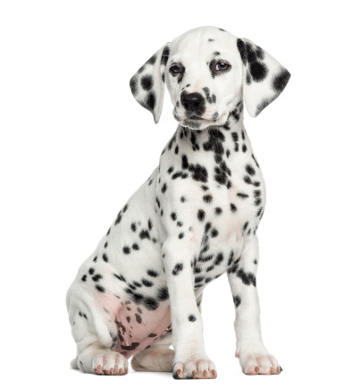 Dalmatian puppy sitting, looking at the camera, isolated on white