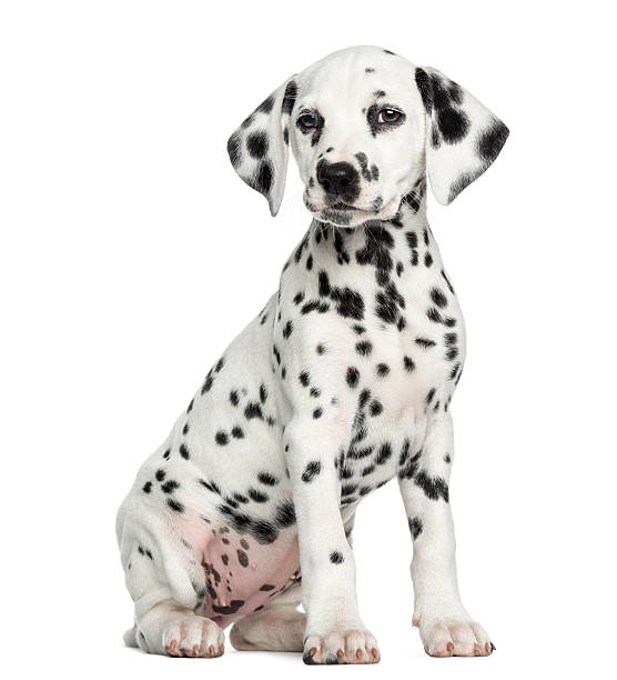 Dalmatian puppy sitting, looking at the camera, isolated Dalmatian puppy sitting, looking at the camera, isolated on white dalmatian dog photos stock pictures, royalty-free photos & images