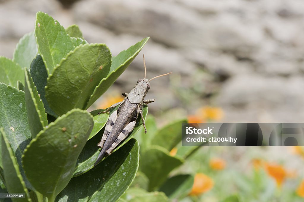locust Locust on green leaves. Black Color Stock Photo