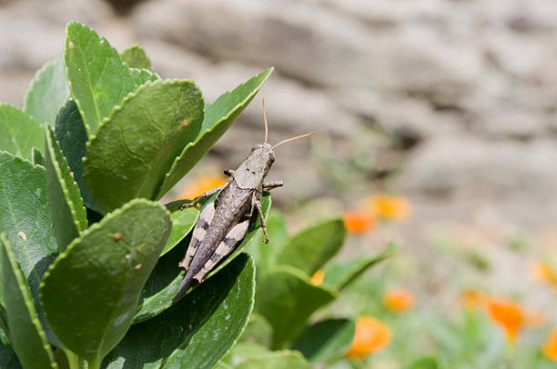 locust Locust on green leaves. orthoptera stock pictures, royalty-free photos & images