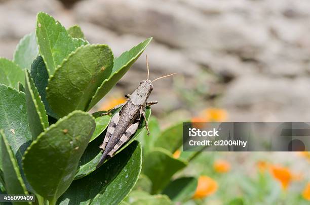 Locust Stock Photo - Download Image Now - Black Color, Green Color, Horizontal