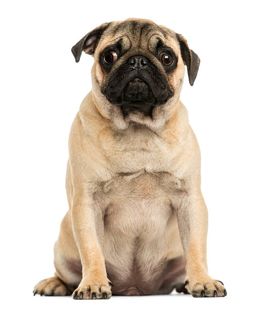 istock Front view of a Pug puppy sitting, 6 months old 456100145