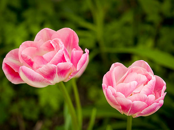 Roses stock photo