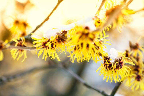 american witchhazel or hamamelis virginianan, blooming in  january, still covered with snow, late afternoon