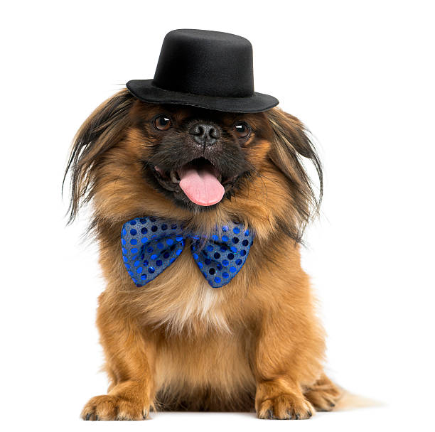 istock Pekingese with a bow tie and top hat, panting 456106047