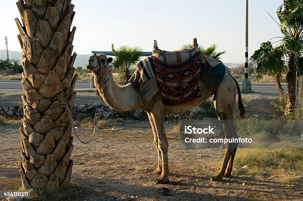 キャメル - イスラエルのストックフォトや画像を多数ご用意 - イスラエル, サハラ砂漠, ヤシの木