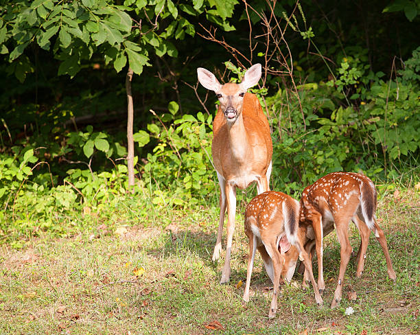 istock Mom on watch 456111723