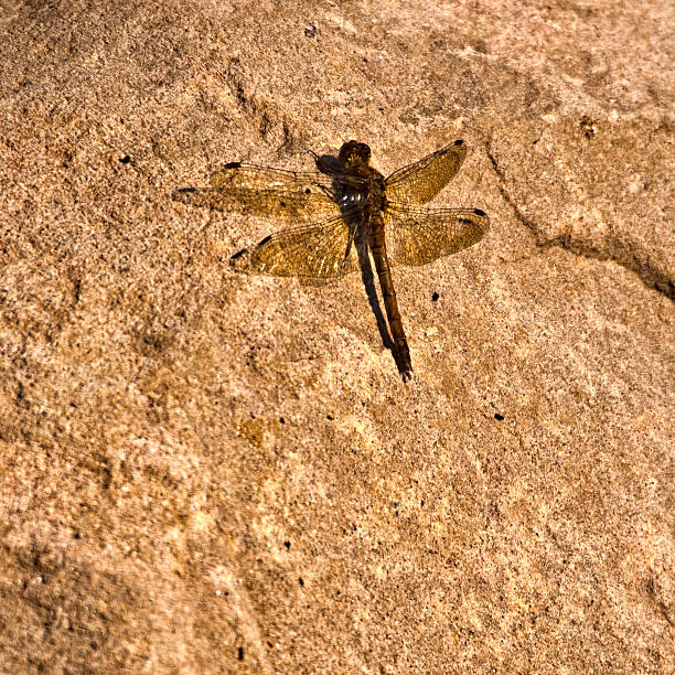 istock Dragonflies in summer sun 456111775