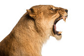 Close-up of a Lioness roaring profile, Panthera leo, 10 years