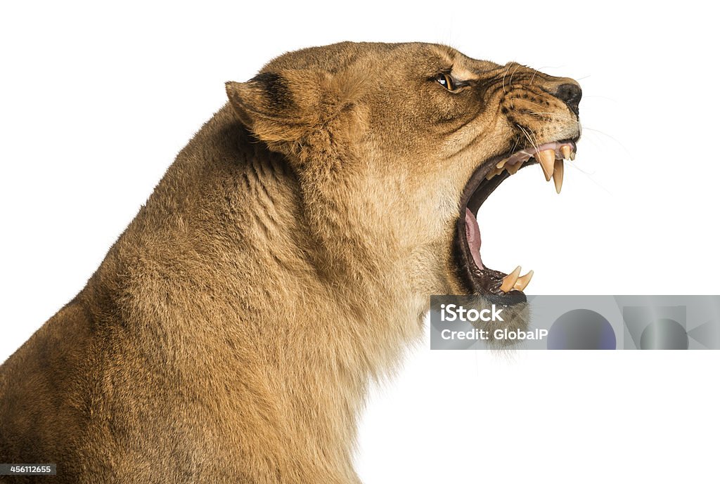 Close-up of a Lioness roaring profile, Panthera leo, 10 years Close-up of a Lioness roaring profile, Panthera leo, 10 years old, isolated on white Lioness - Feline Stock Photo
