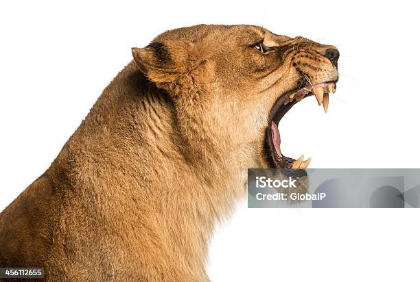 Closeup Of A Lioness Roaring Profile Panthera Leo 10 Years Stock Photo - Download Image Now