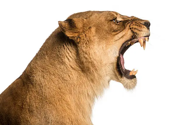 Close-up of a Lioness roaring profile, Panthera leo, 10 years old, isolated on white