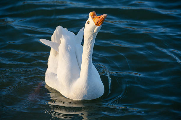 White Goose stock photo