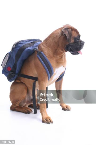 Schooldog Stockfoto und mehr Bilder von Beginn des Schuljahres - Beginn des Schuljahres, Bildung, Boxer - Hund
