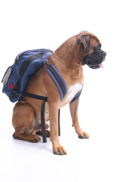 schooldog - dog education backpack boxer photos et images de collection