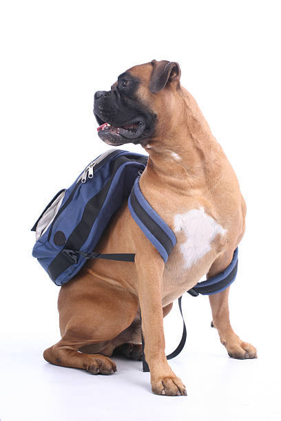 schooldog - dog education backpack boxer photos et images de collection