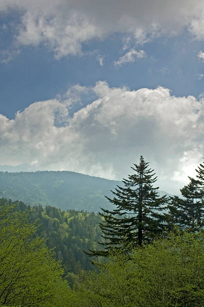 frühling, clingmans dome, great smoky die berge von np - south highlands stock-fotos und bilder