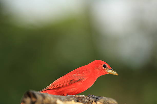 istock Piranga rubra Male Closeup 456119169