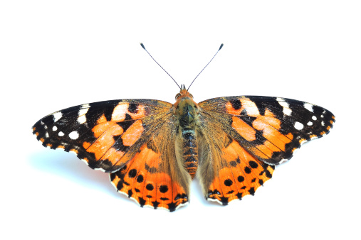 Painted Lady (Vanessa cardui) with open wings isolated on white