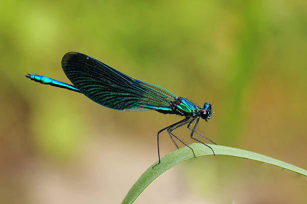 istock Beautiful Demoiselle (Calopteryx virgo) on grass 456127885